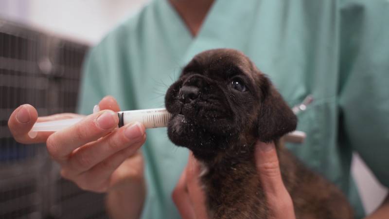 Prévoyances des vétérinaires : bien choisir ses franchises